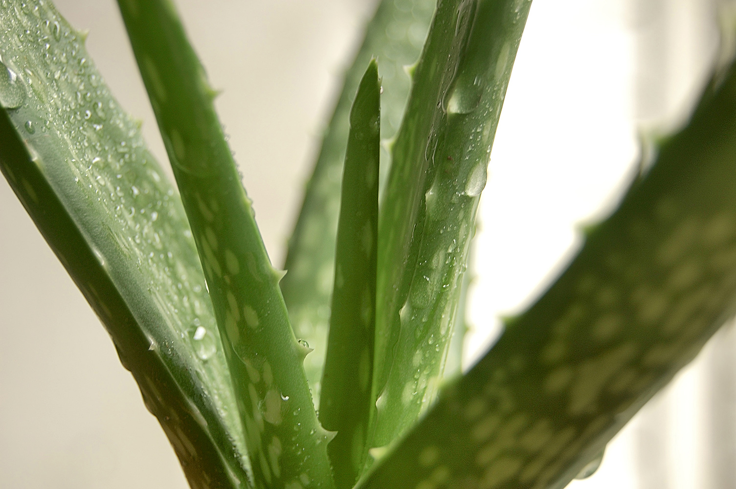 Aloe Vera.